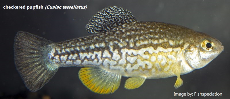 Cualac tessellatus checkered pupfish - close up. Original Image by Fishspeciation.